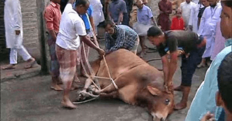 ঈদের দ্বিতীয় দিনেও রাজধানীতে পশু কোরবানি