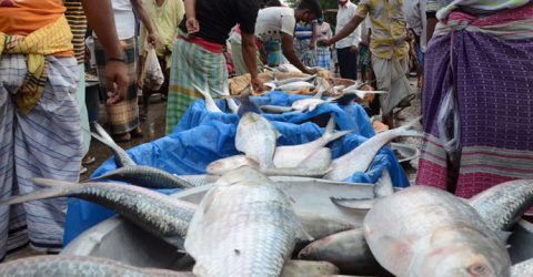 দেশের বাজারে ২২ দিন পর মিলছে ইলিশ