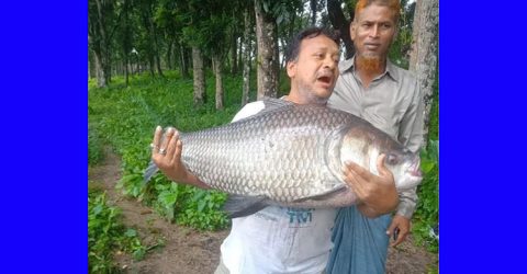 ঐতিহ্যবাহী দুর্গাসাগর দিঘিতে বড়শিতে ধরা পড়লো ৩০ কেজির কাতলা