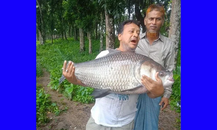 ঐতিহ্যবাহী দুর্গাসাগর দিঘিতে বড়শিতে ধরা পড়লো ৩০ কেজির কাতলা