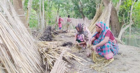 ধীরে ধীরে হারিয়ে যাচ্ছে সোনালী আঁশ পাট