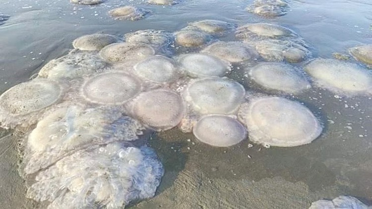 আবারও কক্সবাজার সৈকতে ভেসে এলো শত শত মৃত জেলিফিশ