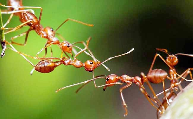 জেনে নিন বর্ষায় পিঁপড়া দূর করার উপায়