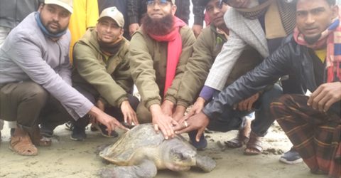 ভোলার মনপুরায় ৪০ কেজি ওজনের একটি সামুদ্রিক কচ্ছপ উদ্ধার