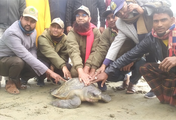 ভোলার মনপুরায় ৪০ কেজি ওজনের একটি সামুদ্রিক কচ্ছপ উদ্ধার