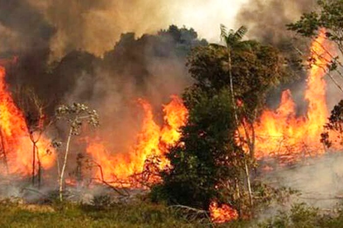 সুন্দরবন বিগত ২২ বছরে আগুনে পুড়েছে ২৫ বার