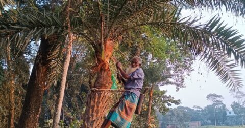 ঐতিহ্যবাহী খেজুরের রস প্রায় বিলুপ্তির পথে!